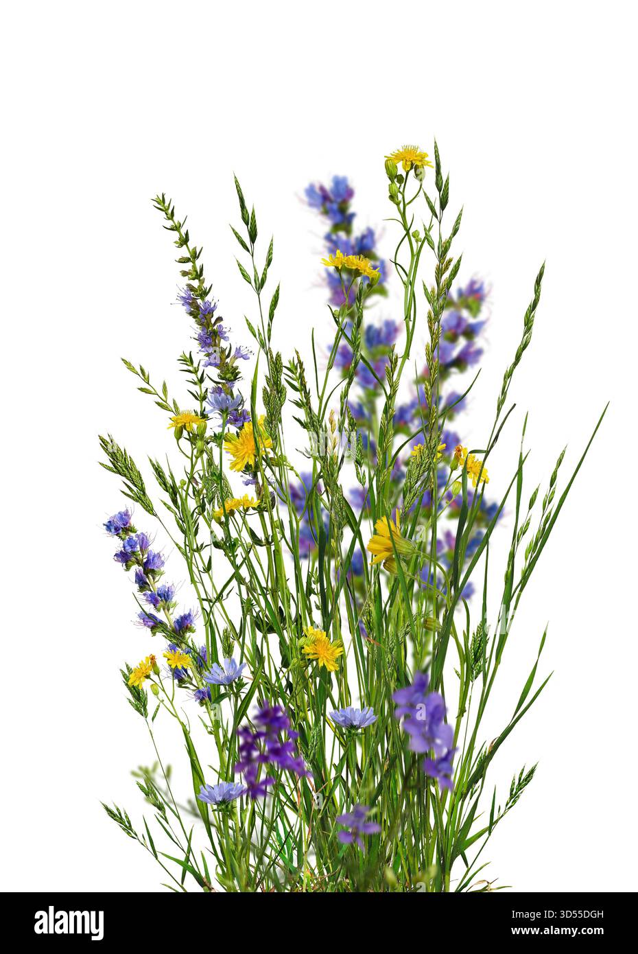 In estate, mazzo di fiori selvatici ed erbe aromatiche isolate su sfondo bianco. Fiori selvatici gialli e blu, erba verde con spikelets. Foto Stock