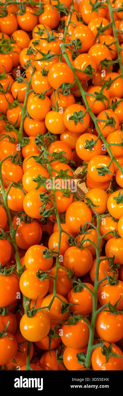 Pomodori crudi freschi sulla vite in stalla in un mercato agricolo Foto Stock