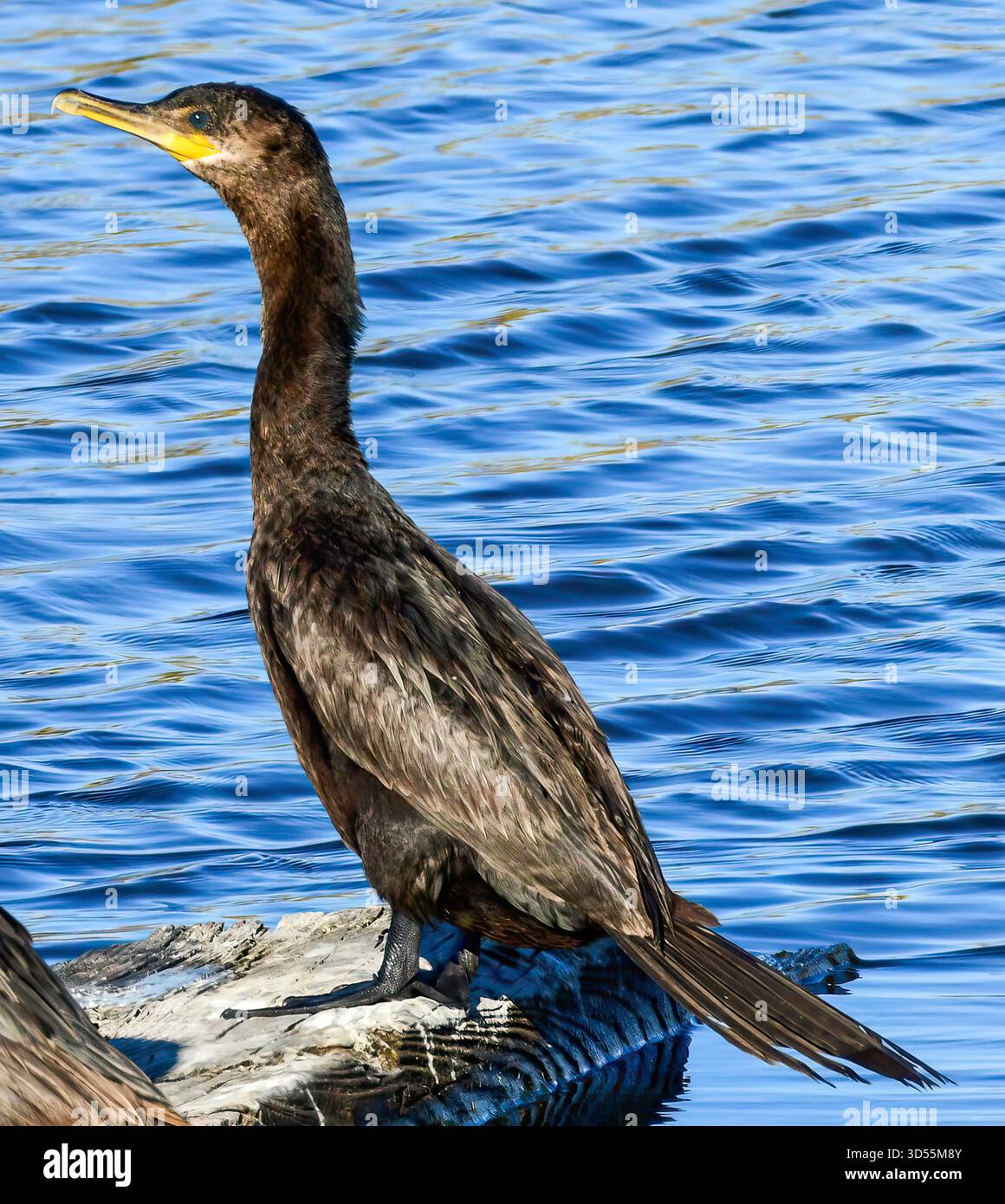 Un cormorano a doppia cresta in piedi. un pezzo di legno Foto Stock