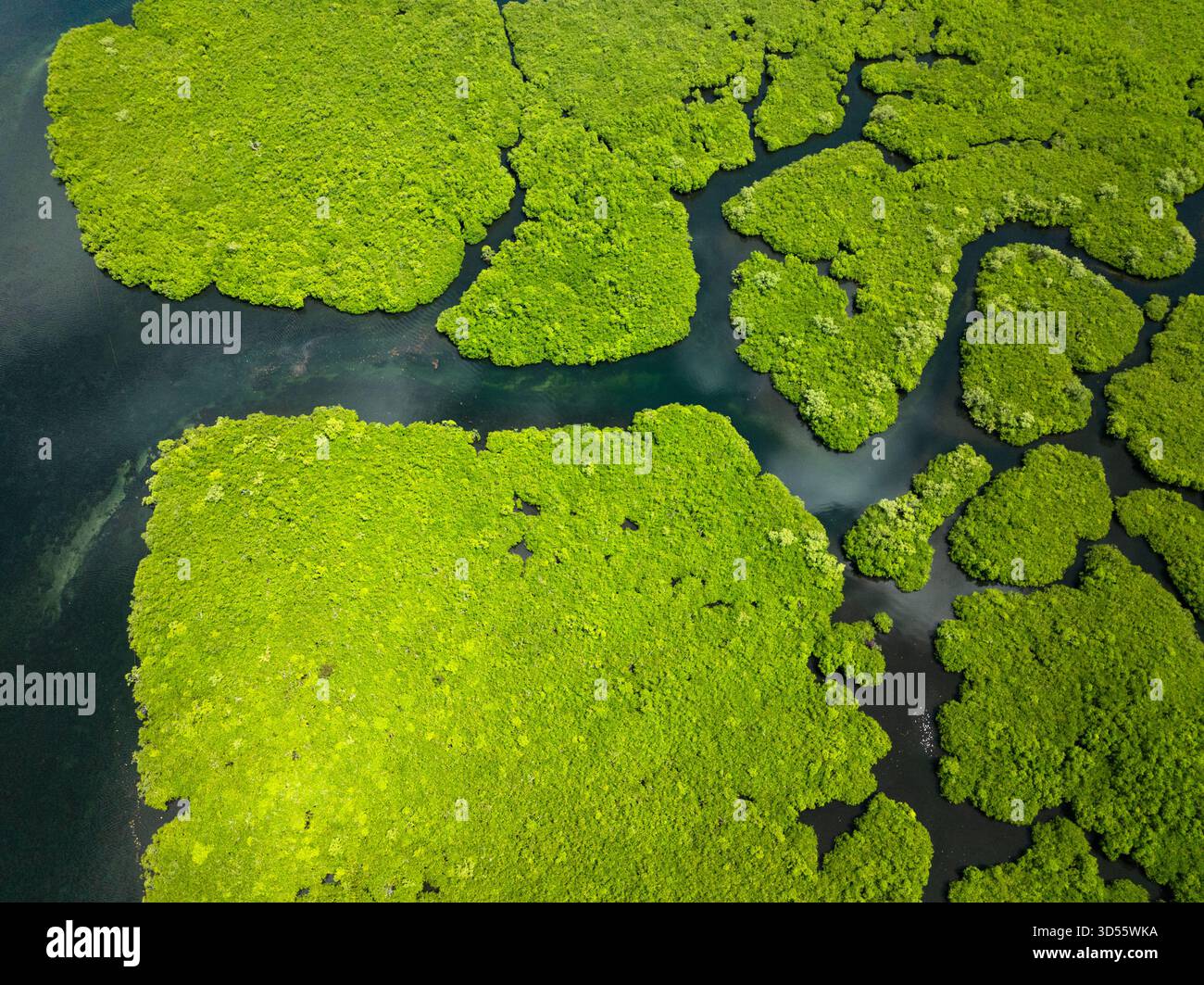 Macchie di foresta di mangrovie circondate da tortuosi canali d'acqua blu che formano motivi naturali. Siargao, Filippine. Foto Stock