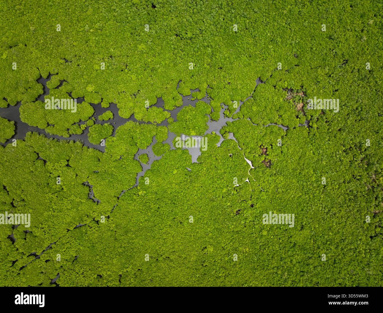 Fitta foresta di mangrovie con canali ramificati che scorrono attraverso il verde paesaggio tropicale. Siargao, Filippine. Foto Stock