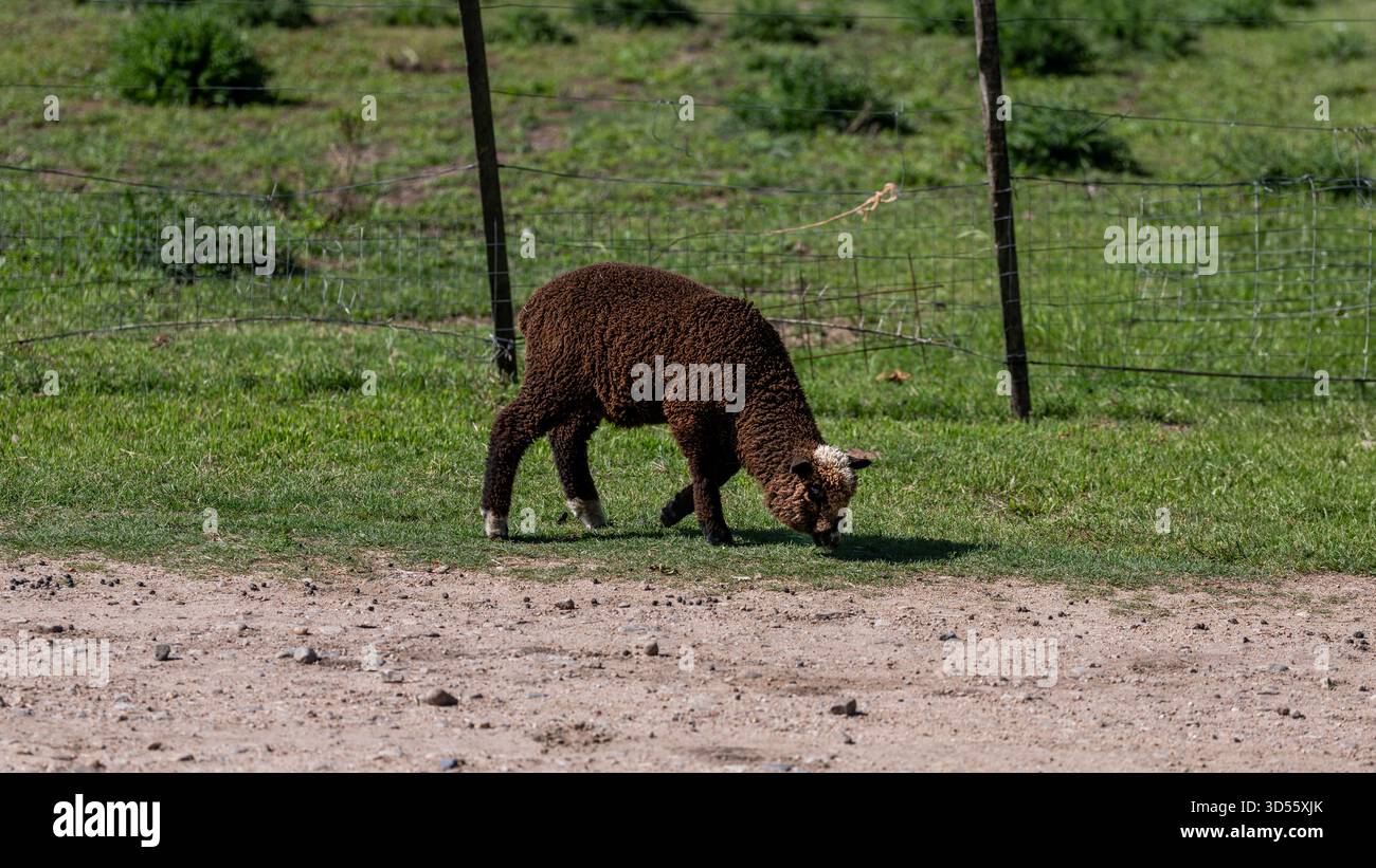 Ritratto di una simpatica pecora riccia. Molto carino in piedi con la testa bianca Foto Stock