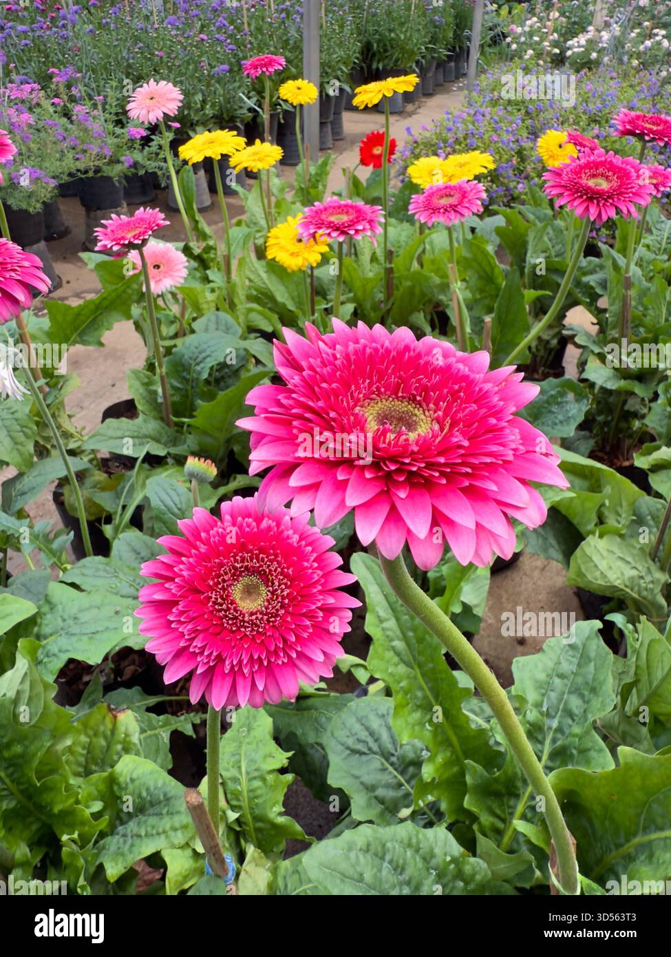 Gerbera margherita nel mercato del giardino dei fiori. Foto Stock