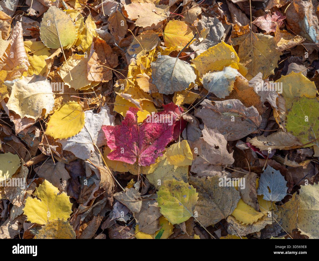 Foglie cadute a terra nella foresta, Quebec, Canada Foto Stock