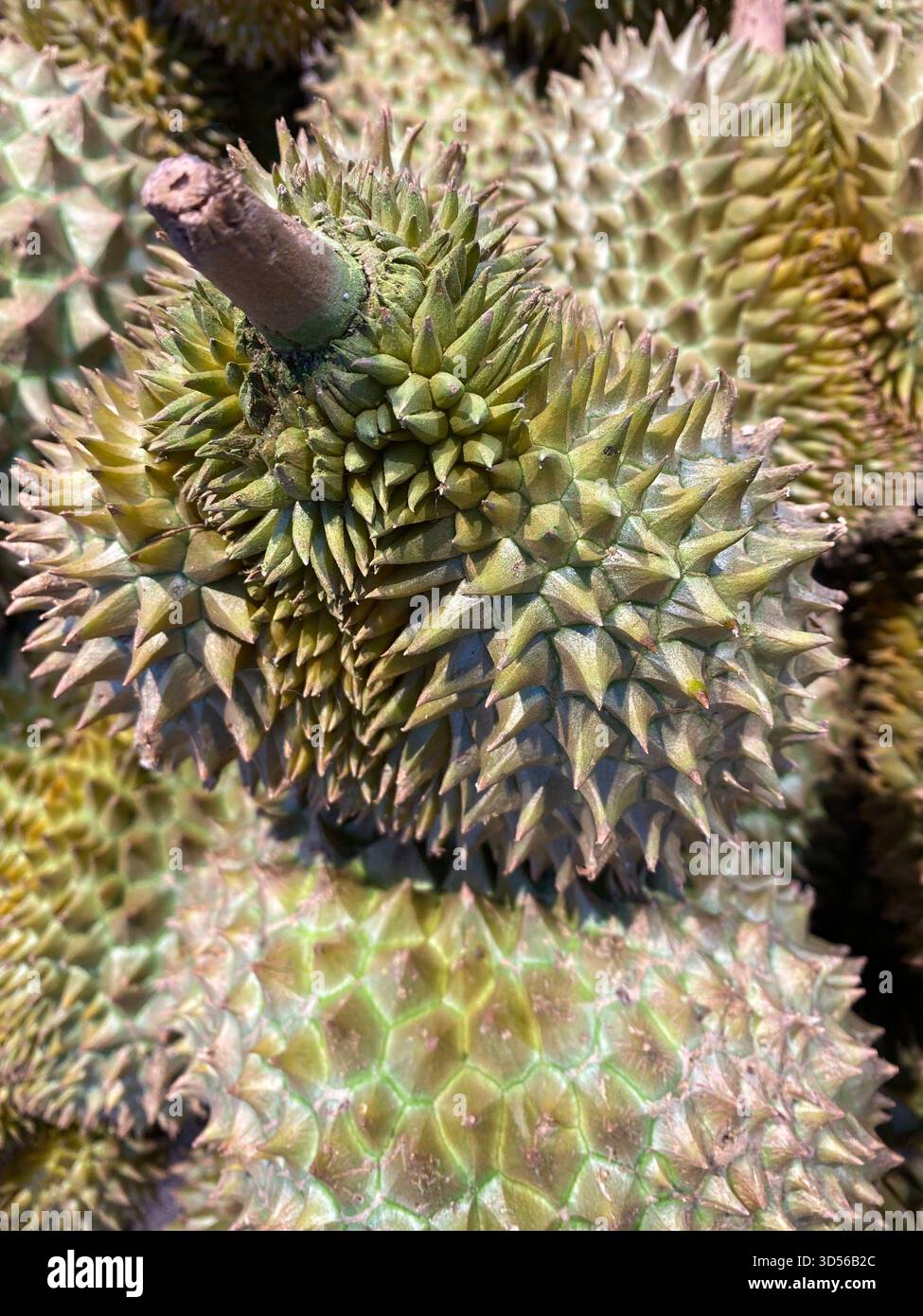 Frutta duriana mostrata in un mercato Foto Stock