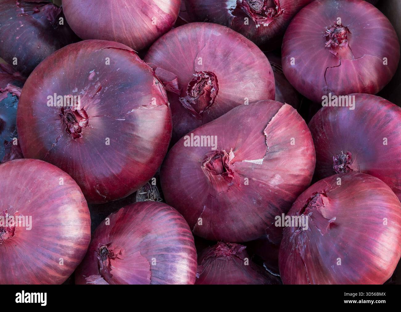Cipolle rosse, Wallowa Valley, Oregon. Foto Stock