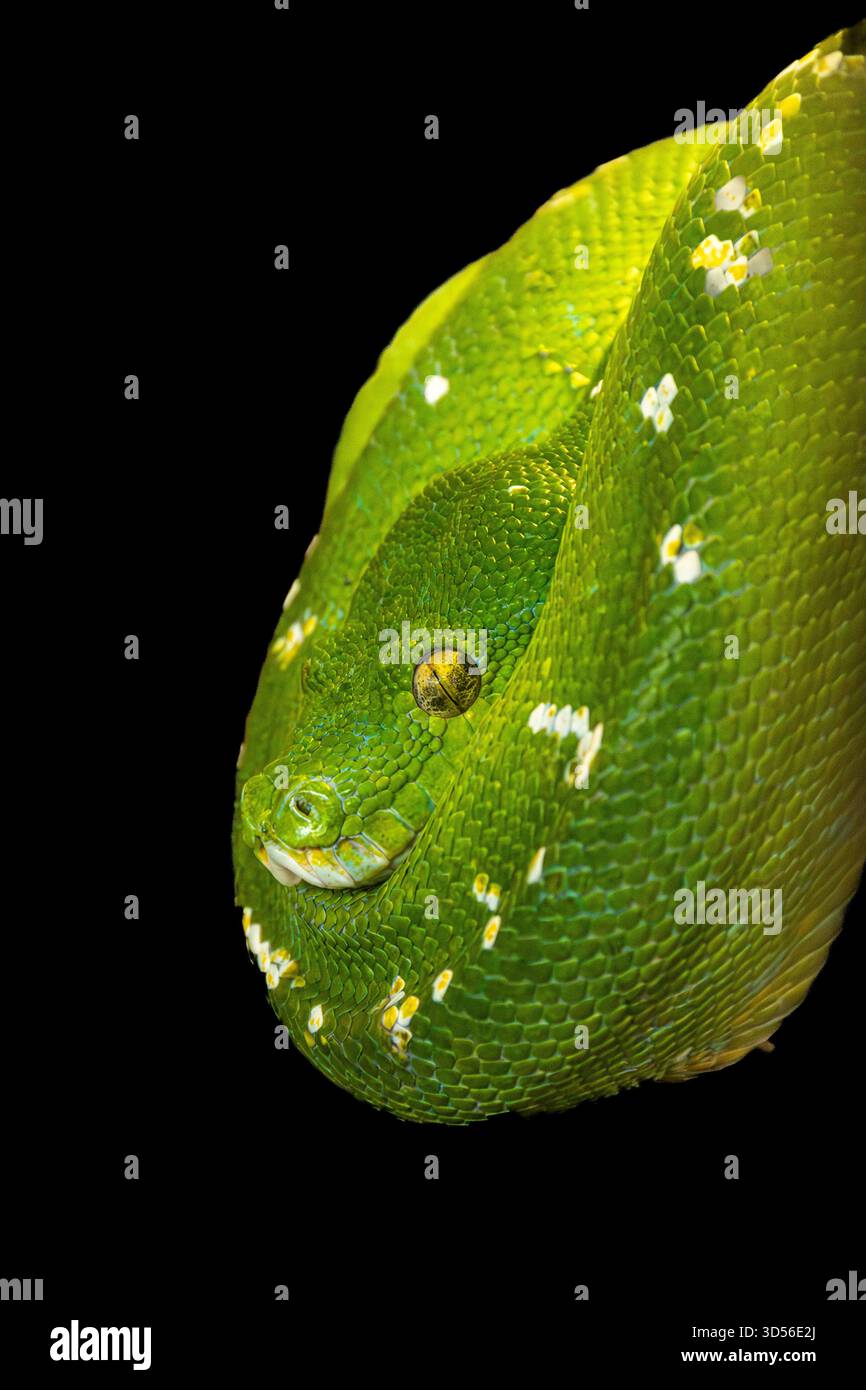 Sono sempre alla ricerca di serpenti e serpenti. Questo Green Tree Python a spirale aspetta che la preda si avvicini abbastanza da essere catturata. Foto Stock