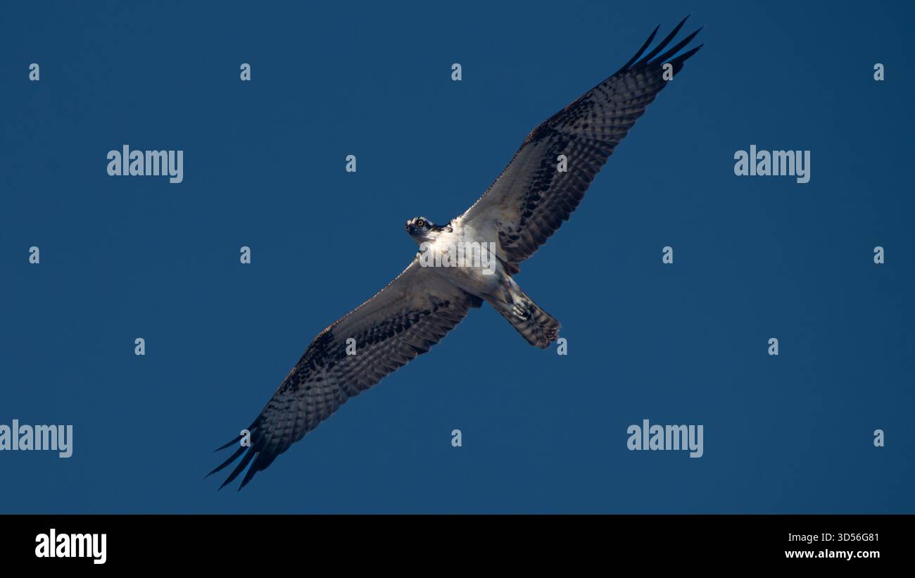 Osprey Flying with Wings Spread Foto Stock