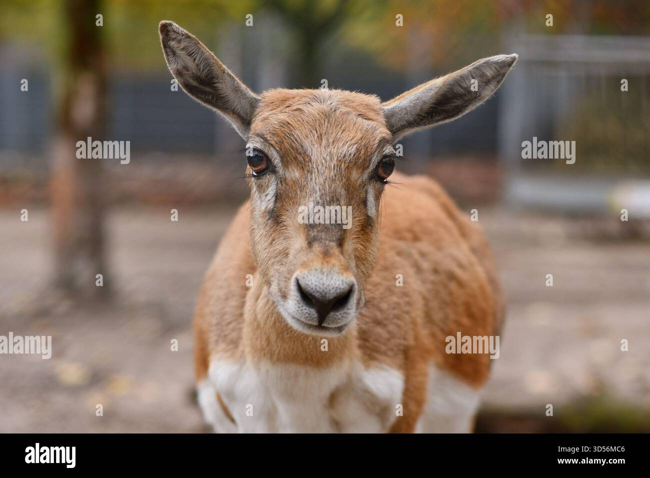 Ritratto dell'antilope Blackbuck femminile Foto Stock