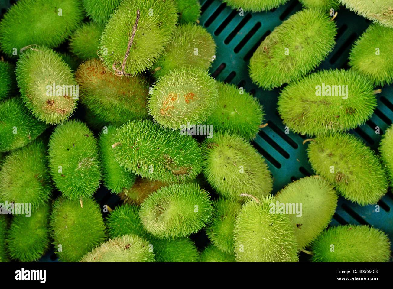 Vista dall'alto di Momordica dioica, comunemente nota come spiny gourd o spine gourd Foto Stock