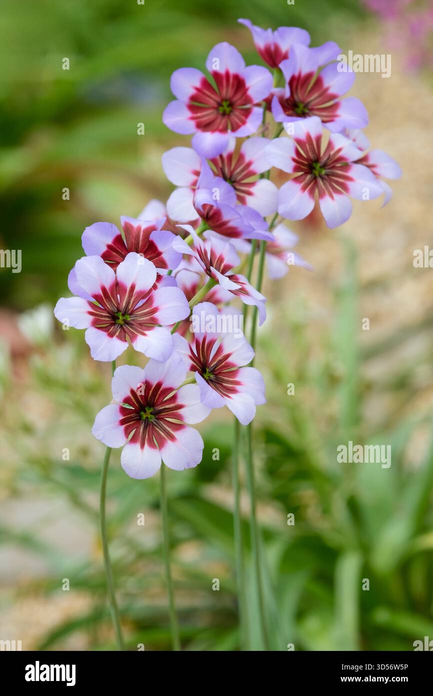 Leucocoryne purpurea Gay, fiori viola chiaro con striature viola più scure Foto Stock