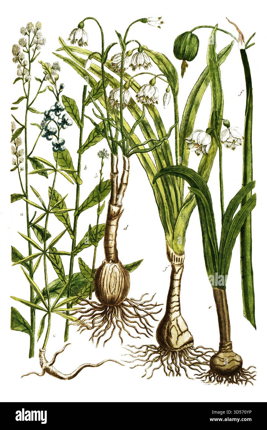 Botanik, Pflanzen, a. Lepidium Pfefferkraut, B. Lepidium glastifolium, Grasblättrige Kresse, c. Levcojum africanum, d. Levcojum bulbosum, e. Levcojum Foto Stock