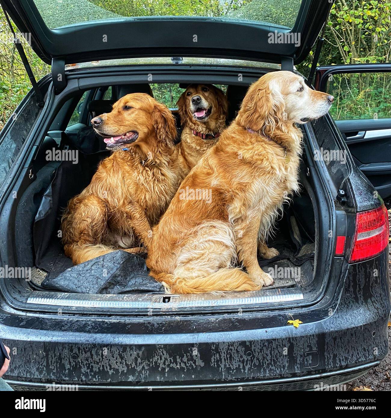 Labrador Retrievers in macchina - Immagine stock catturata con smartphone