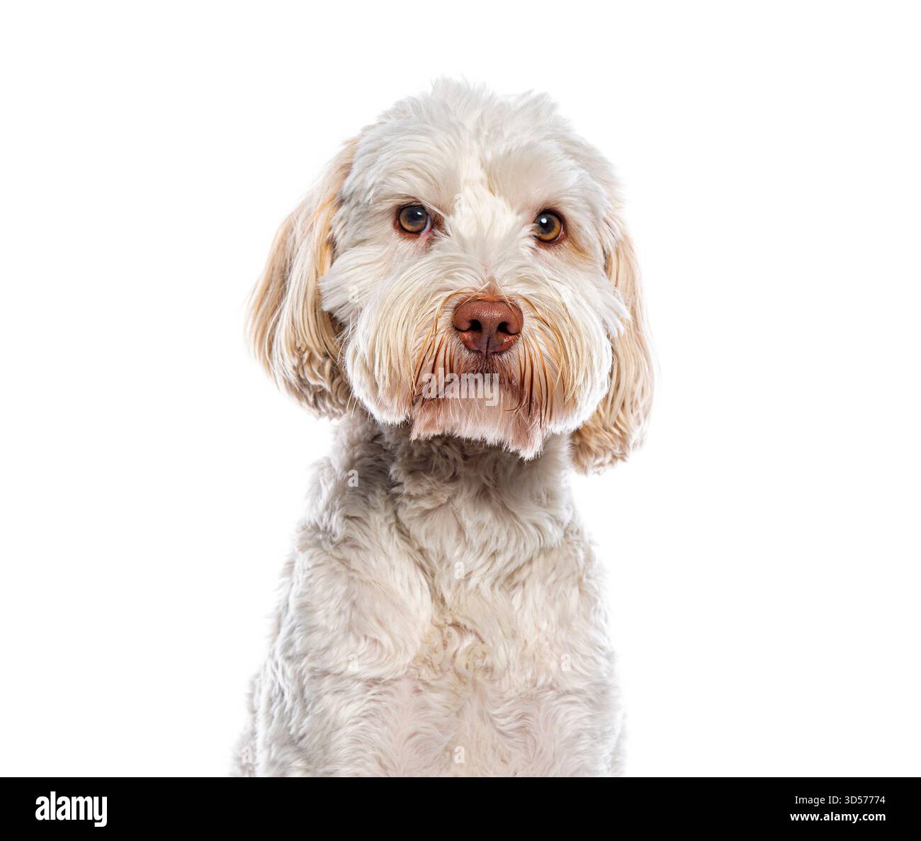 Ritratto del bellissimo Cobberdog australiano in posa su sfondo bianco Foto Stock