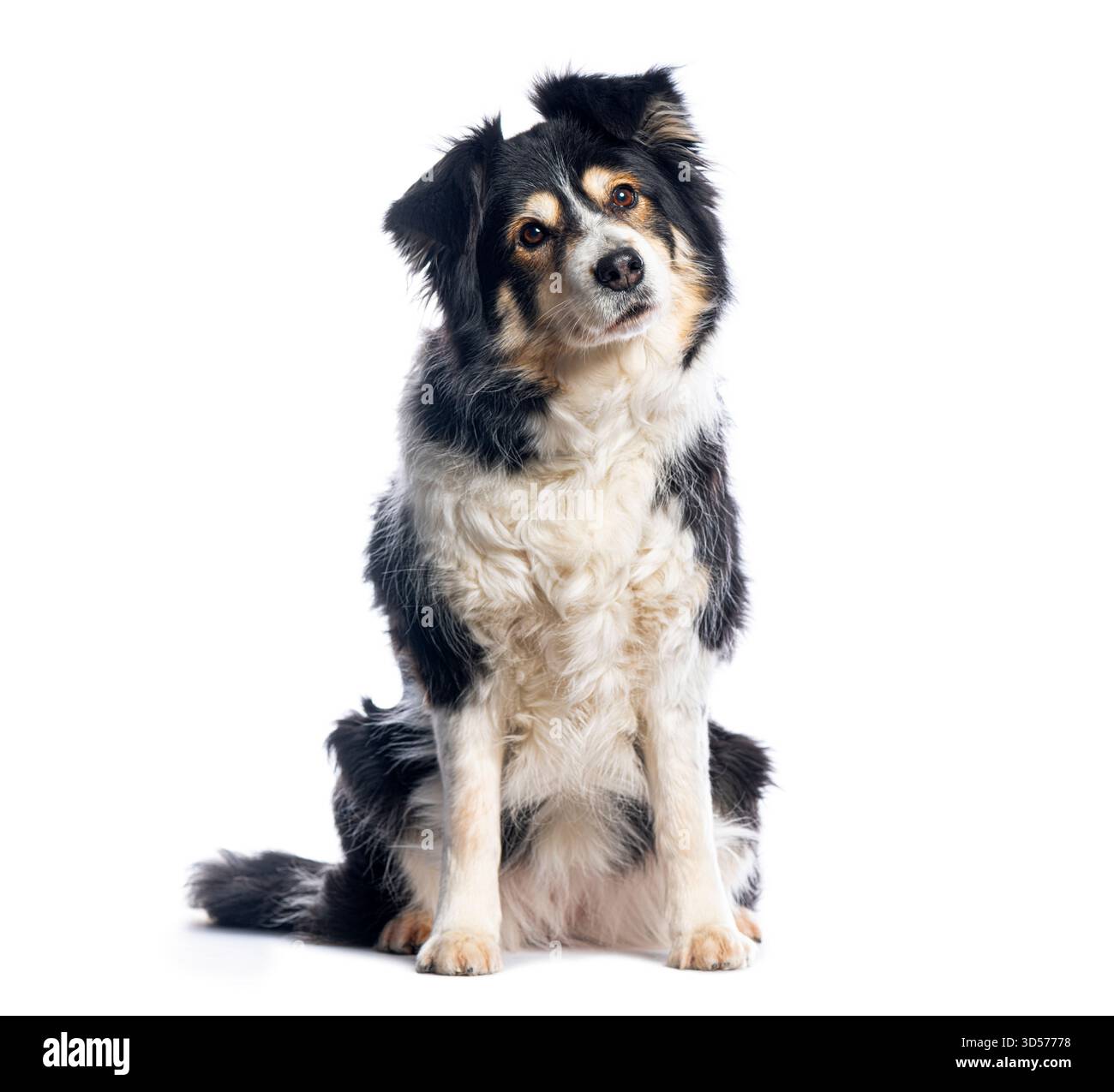 Border collie dog seduto e inclinato la testa, isolato su uno sfondo bianco, sembra curioso e adorabile Foto Stock