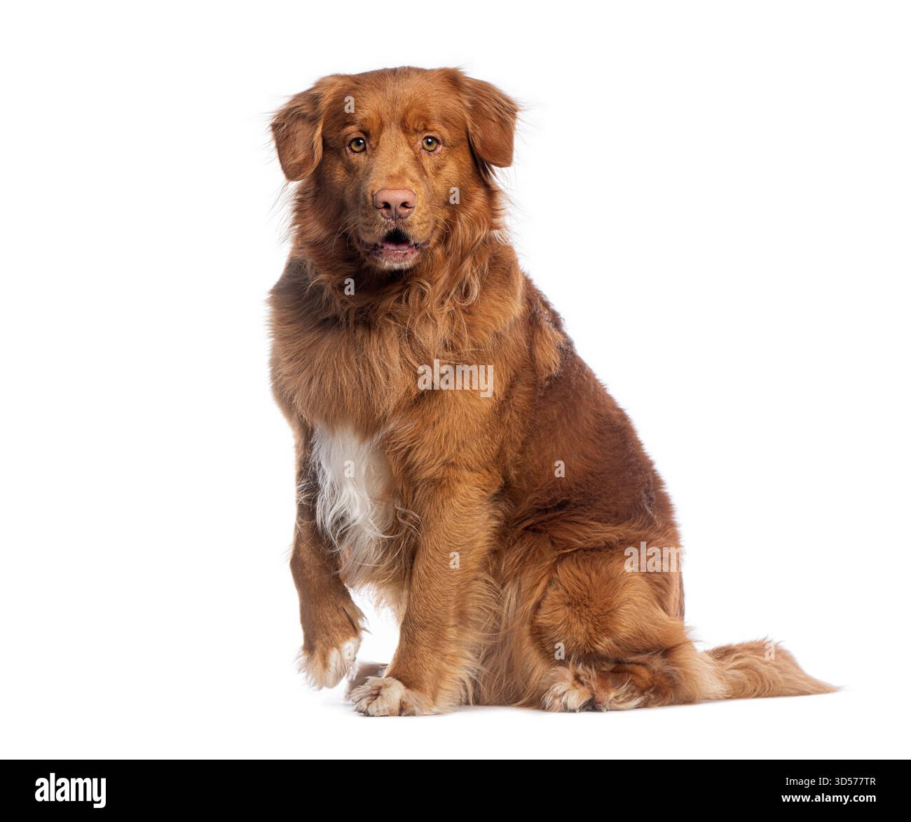 Ripresa in studio di un'adorabile nova di scotia che tolla il retriever seduto e solleva la zampa su sfondo bianco Foto Stock