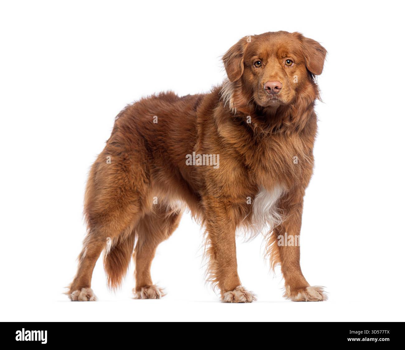 Ripresa in studio di una bellissima nova adulta di anatra scotia che tolling retriever su sfondo bianco Foto Stock