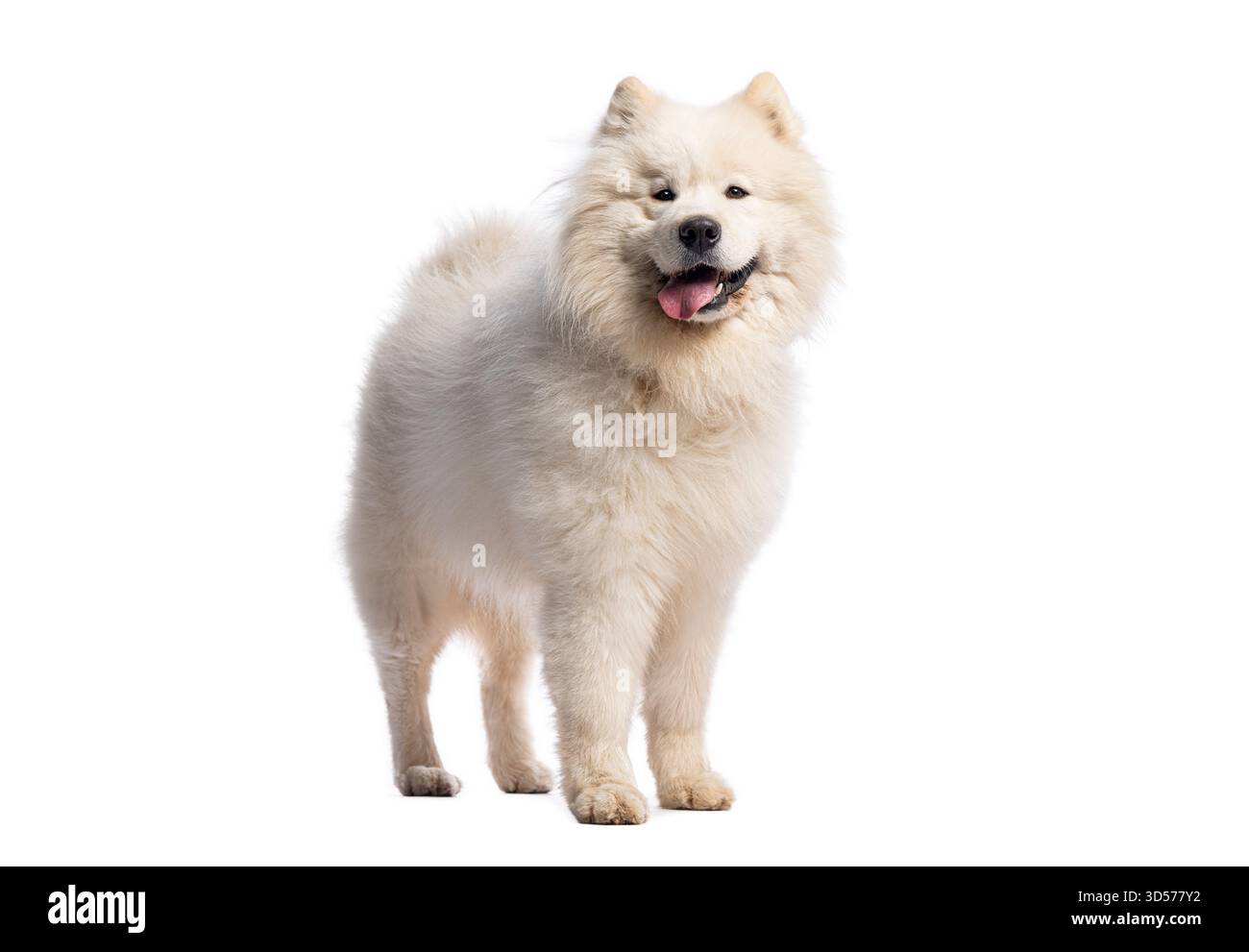 Cane samoidato in piedi su sfondo bianco, sporgendo la lingua e cantando Foto Stock