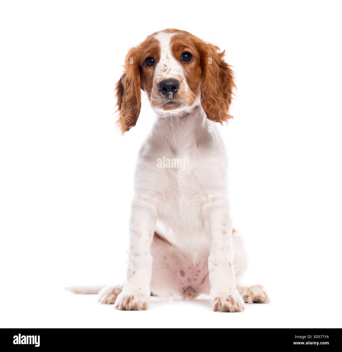 Simpatico cucciolo di spaniel gallese che guarda avanti su uno sfondo bianco Foto Stock