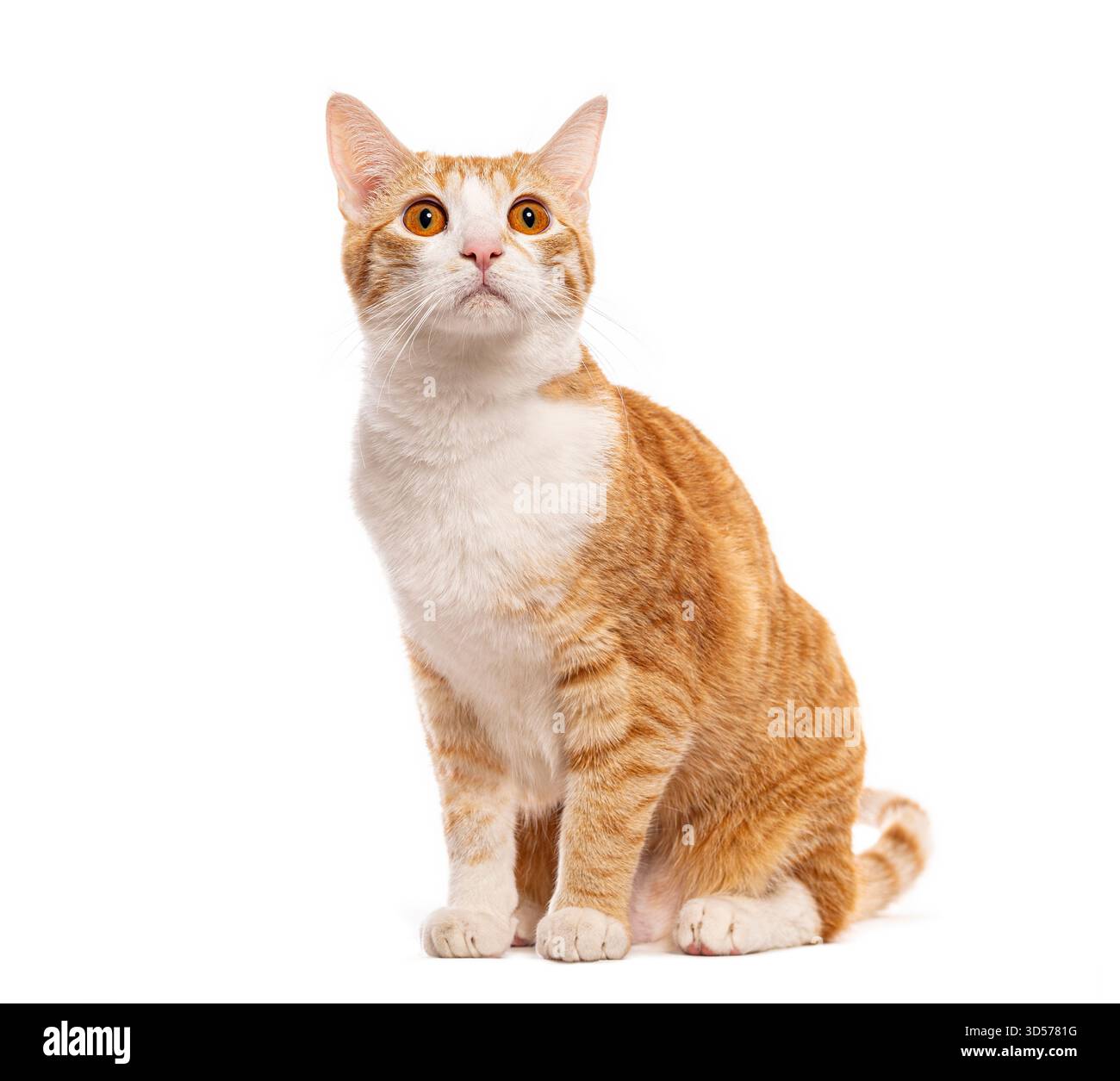 Foto in studio di uno splendido gatto bianco e zenzero seduto e rivolto verso l'alto Foto Stock