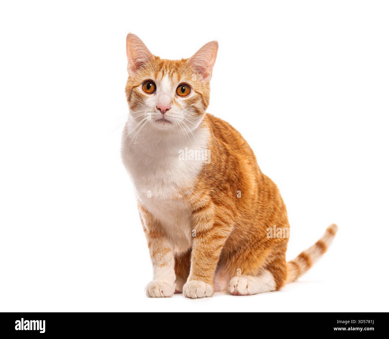 Foto in studio di un bellissimo gatto di zenzero seduto su sfondo bianco Foto Stock