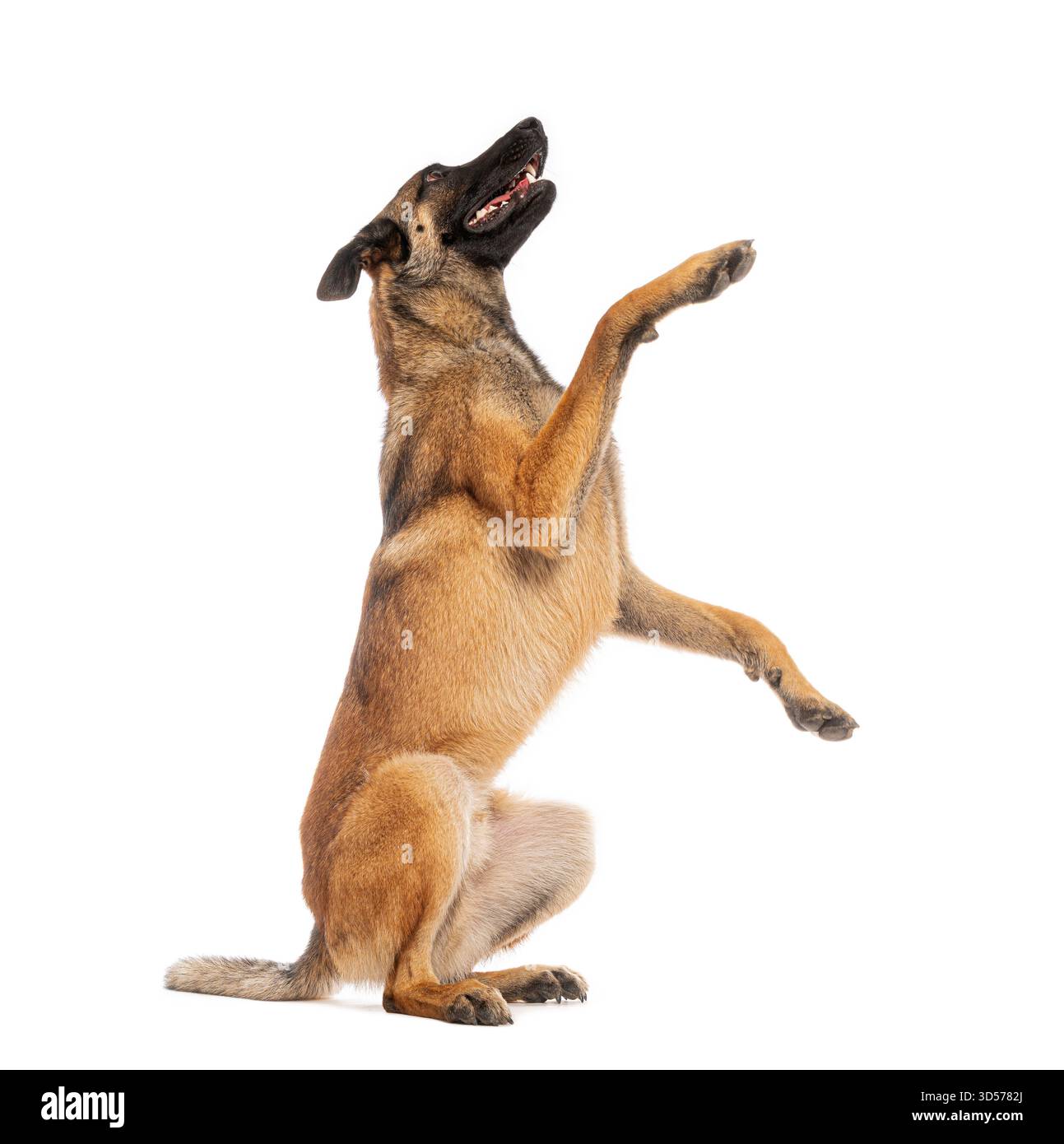 Giocoso cane belga malinois seduto e alzato zampe, isolato su sfondo bianco Foto Stock