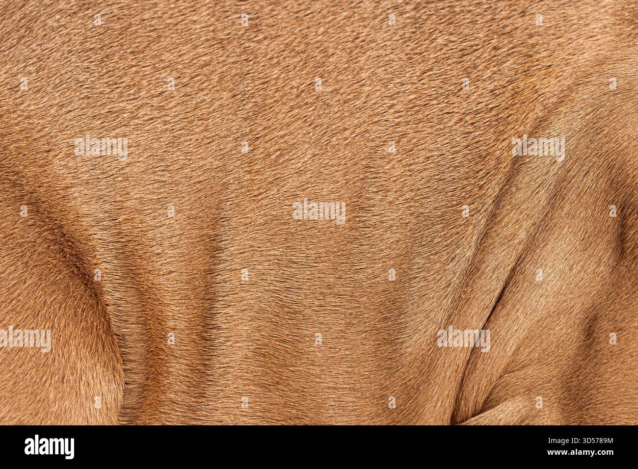 Vista ravvicinata della pelliccia di cane dai capelli corti, che ne mostra la consistenza e crea uno sfondo caldo e naturale ideale per progetti di design Foto Stock