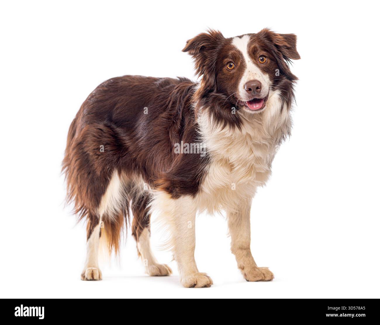 Collie di cioccolato e bordo bianco in piedi e a panting, isolate sul bianco Foto Stock