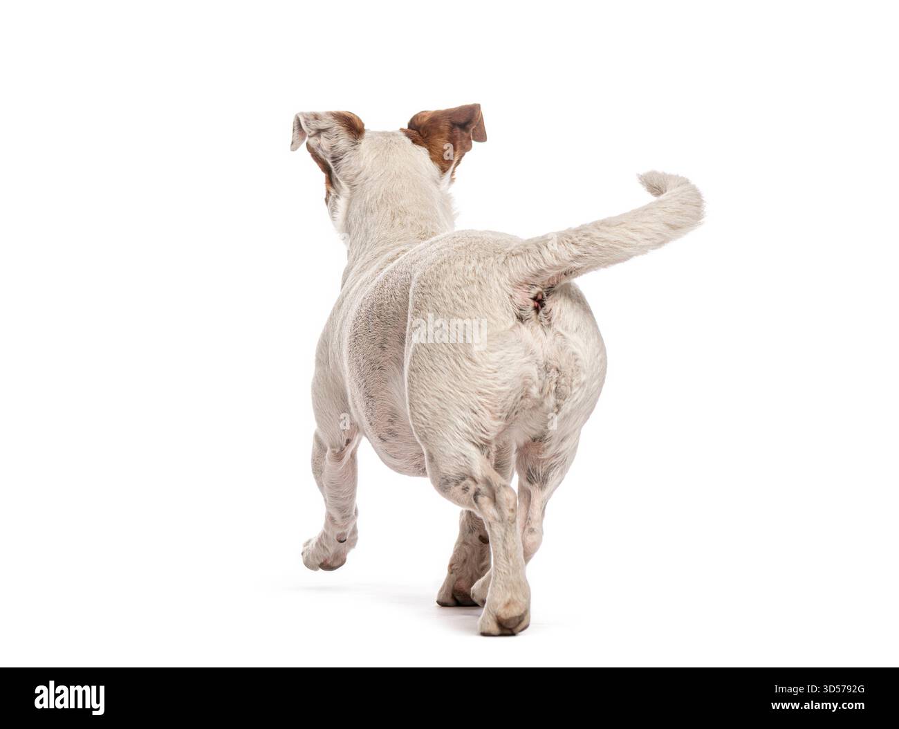 Jack russell terrier in fuga, vista posteriore, isolato su sfondo bianco Foto Stock
