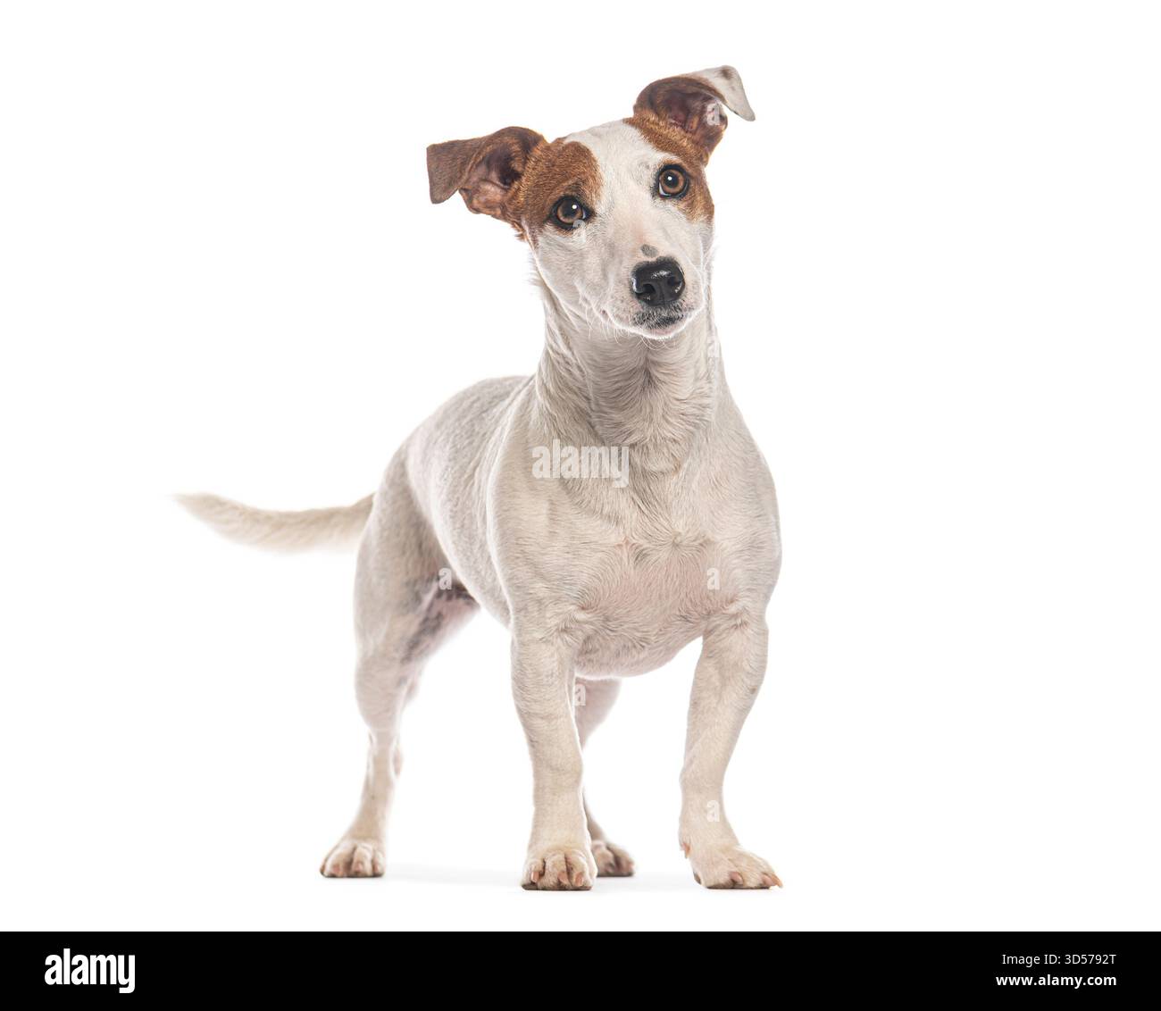 Asciugamano Personalizzato Con Jack Russell Terrier E Nome - GRAZDesign - 100x50 Cm - Telo Doccia In Cotone E Microfibra
