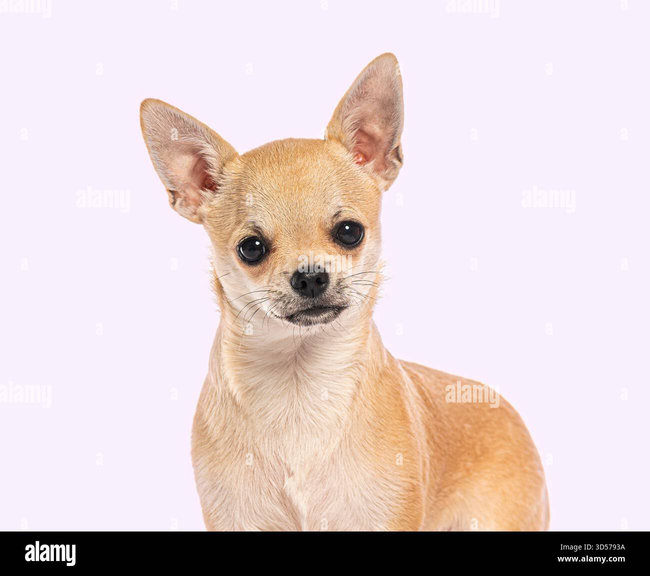 Ritratto di adorabile cane chihuahua in posa su sfondo viola Foto Stock