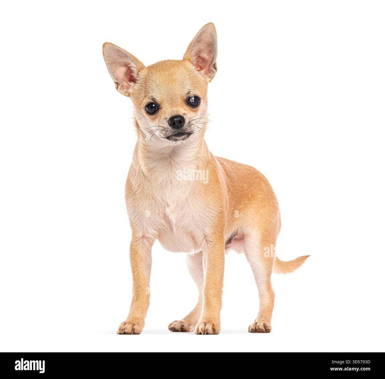 Foto in studio di un piccolo cane chihuahua in piedi su uno sfondo bianco Foto Stock