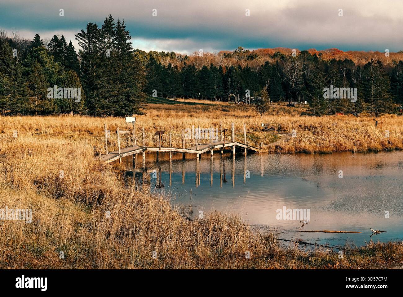 Canada, Quebec, Montebello: Parc Omega, parco safari, parco faunistico di 730 ettari situato nel Quebec sud-occidentale, nella regione di Outaouais. Pedana in legno Foto Stock