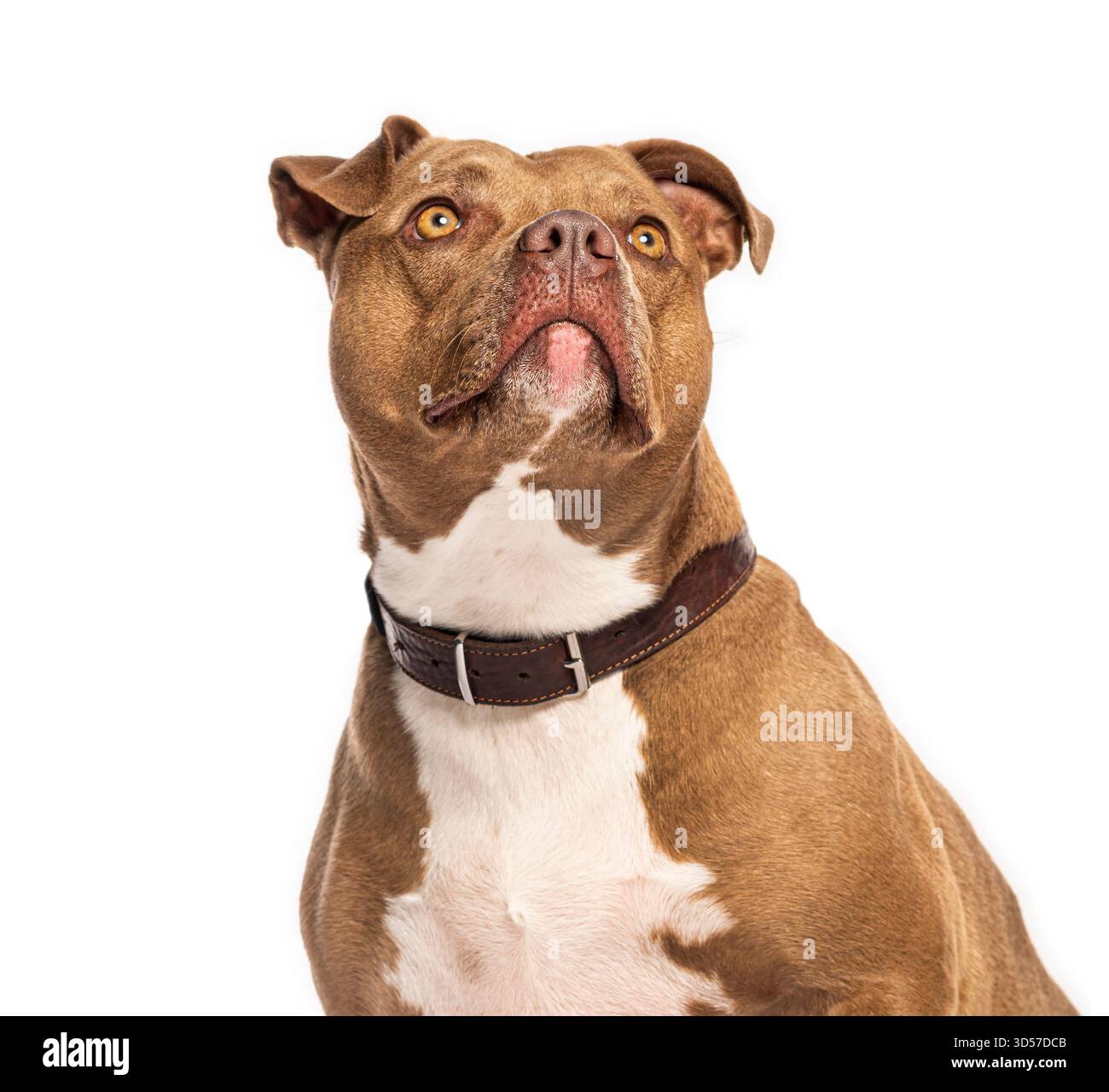 Foto in studio di un adorabile terrier di pit Bull americano che guarda in alto, isolato su sfondo bianco Foto Stock