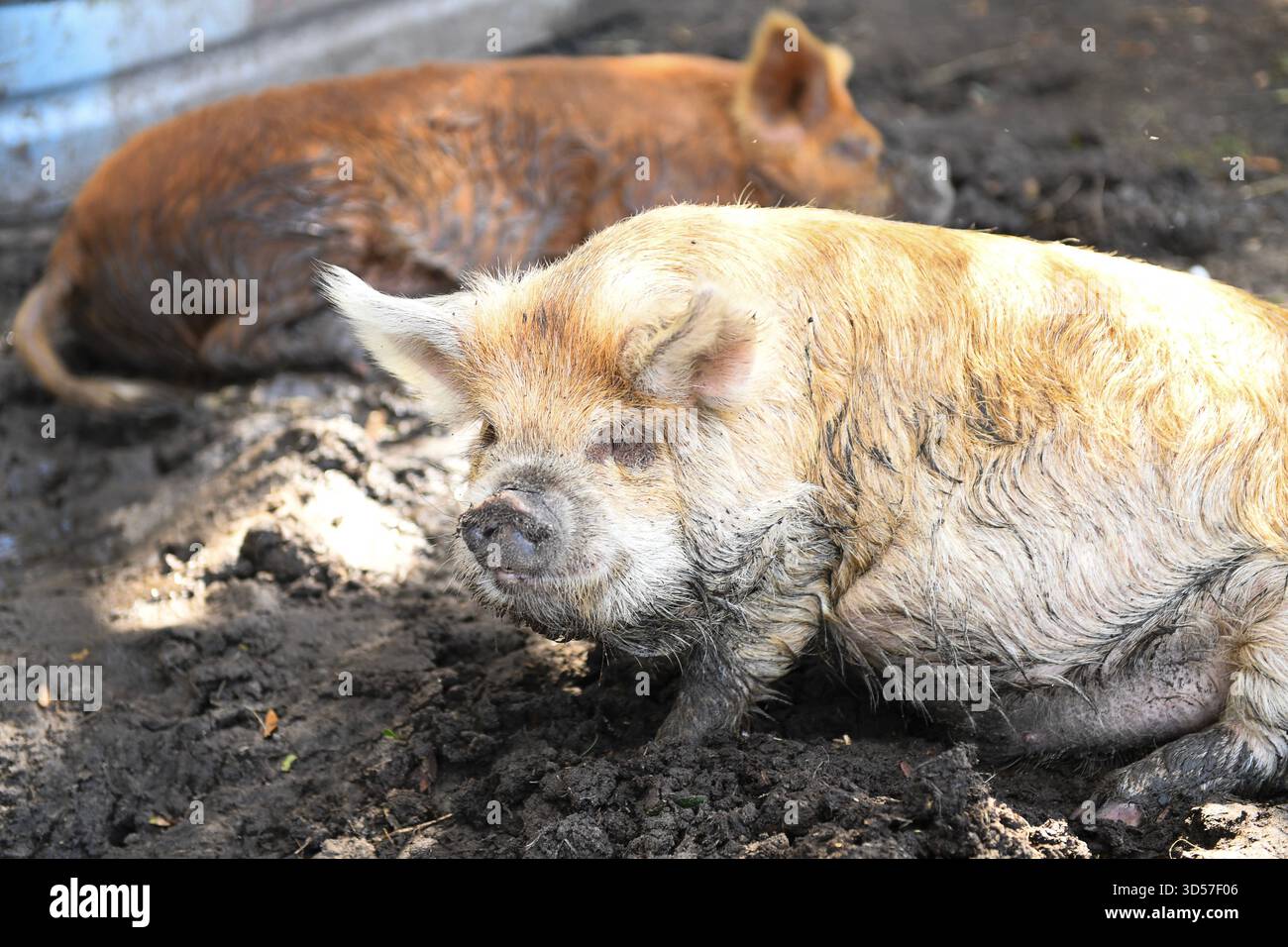 Niente filtro, niente fastidio: Solo fango, sole e la bella vita, i maiali giocano Foto Stock