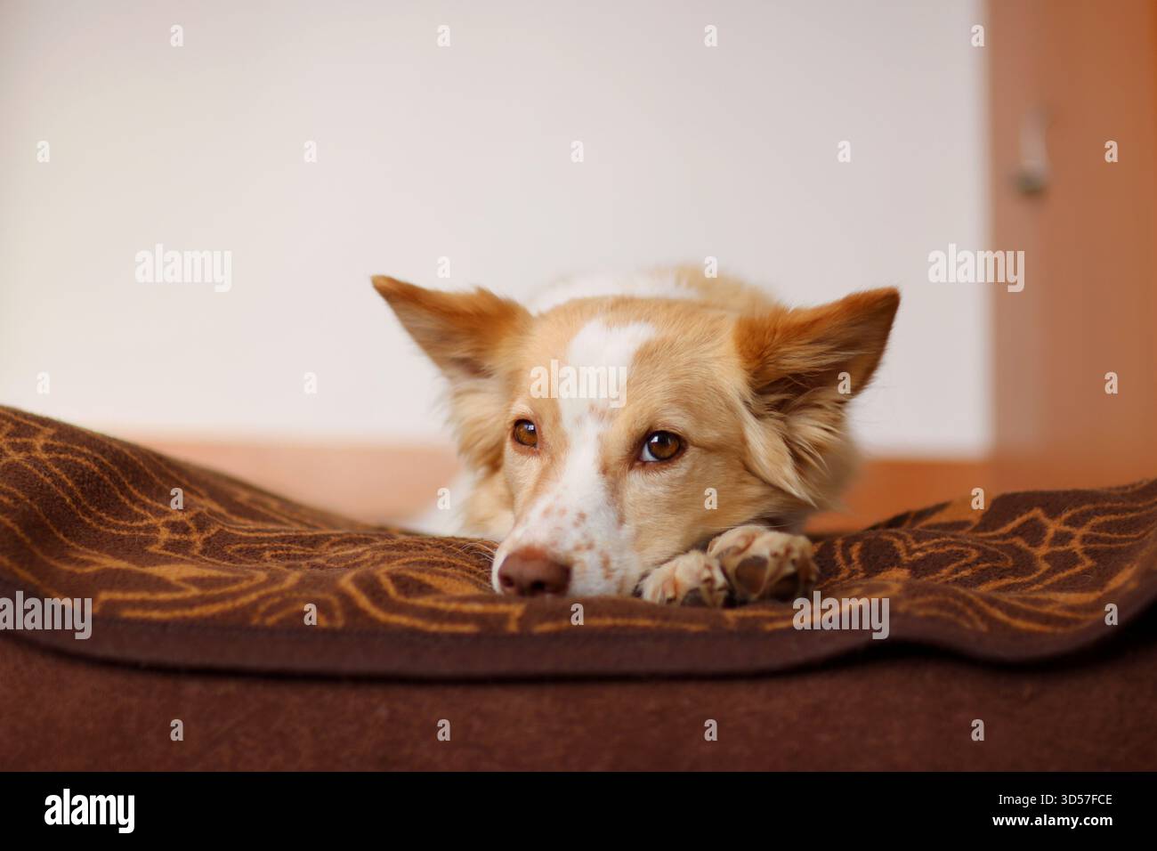 Dolce cucciolo dorme a letto. è così carina Foto Stock