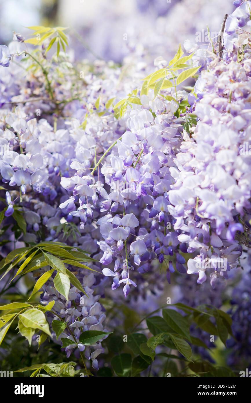 Primo piano della fioritura di Lavanda Wisteria alla luce del sole Foto Stock