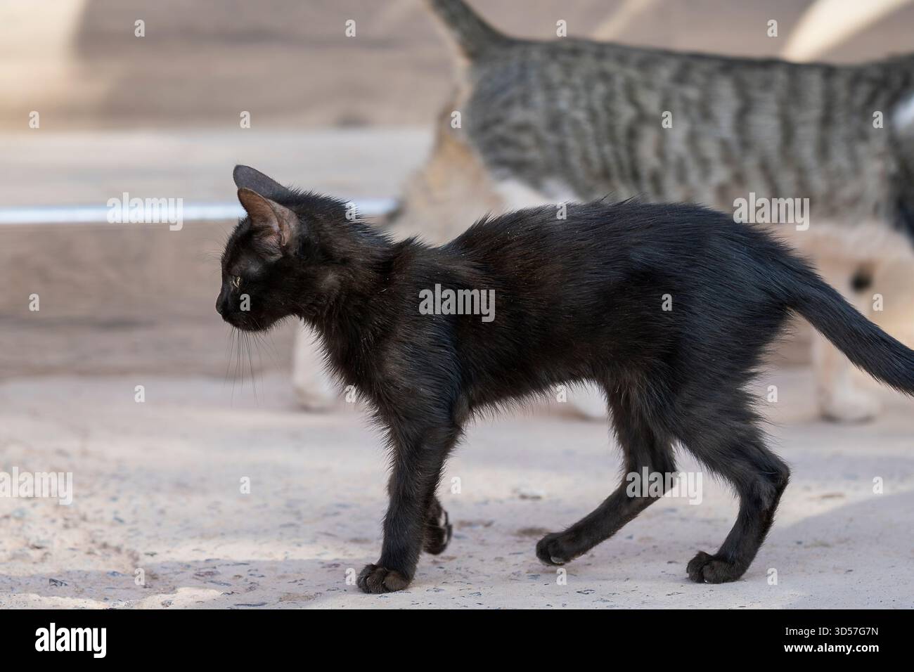 Gatti che camminano per strada. Gattino nero che cammina per la strada di Ouarzazate, un gatto tabby sullo sfondo che si muove nella direzione opposta. Foto Stock
