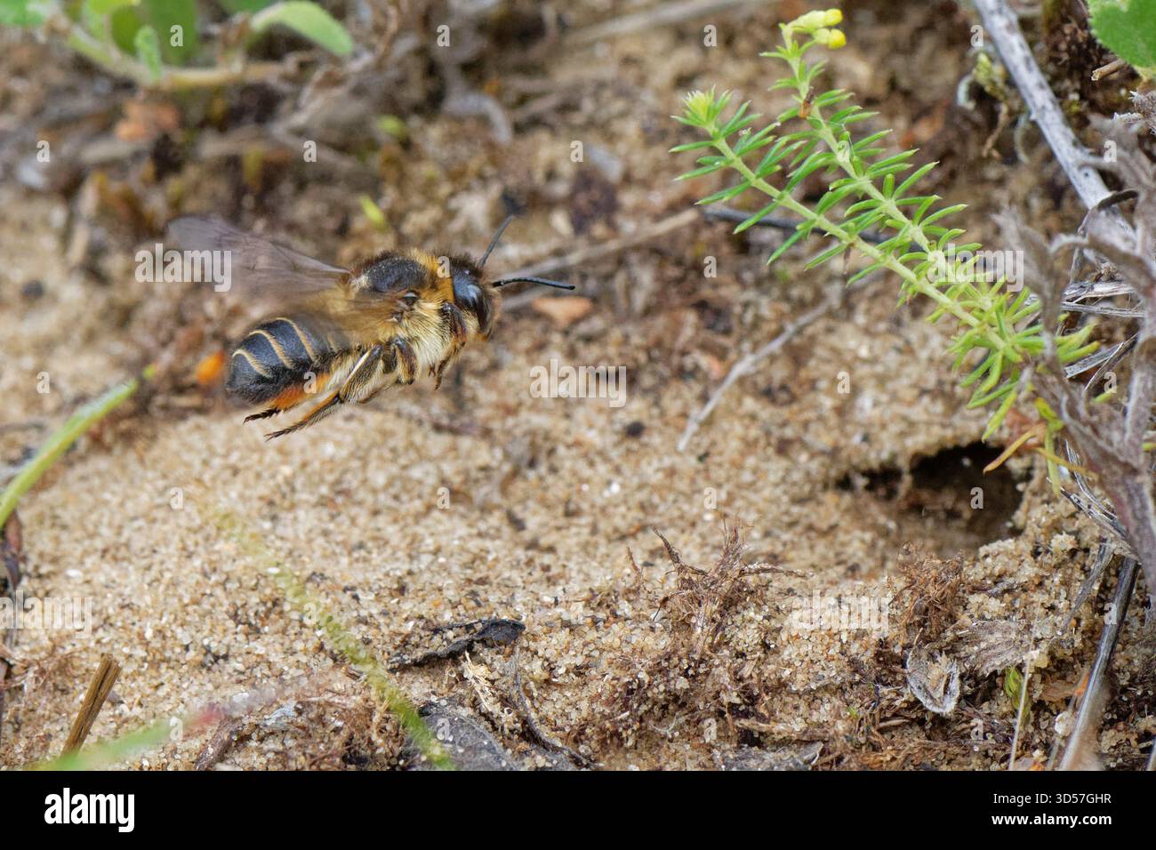 Api costiere taglialegna (Megachile maritima) che volano fino alla sua tana nelle dune di sabbia costiere, Kenfig NNNR, Galles, Regno Unito, luglio. Foto Stock