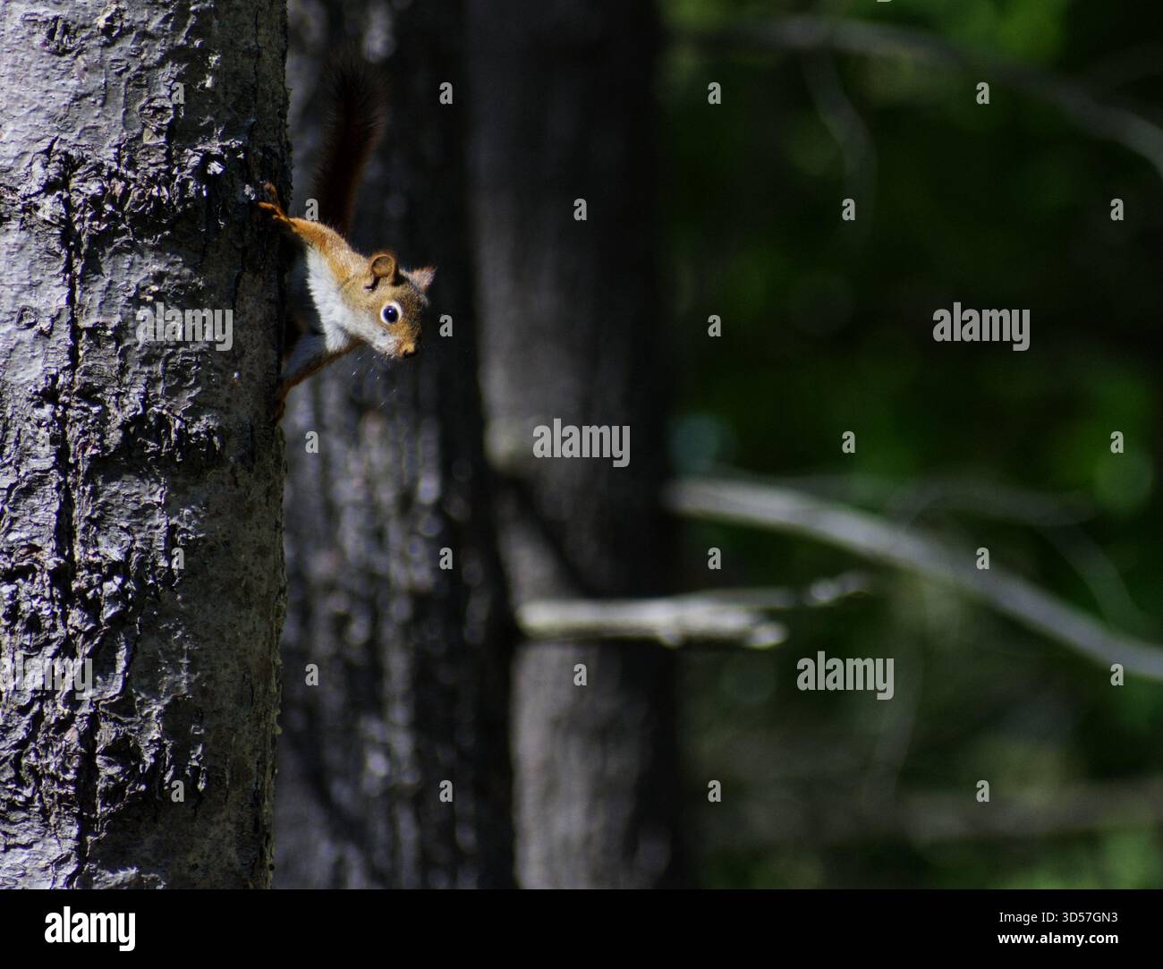 Scoiattolo rosso appeso a un albero Foto Stock