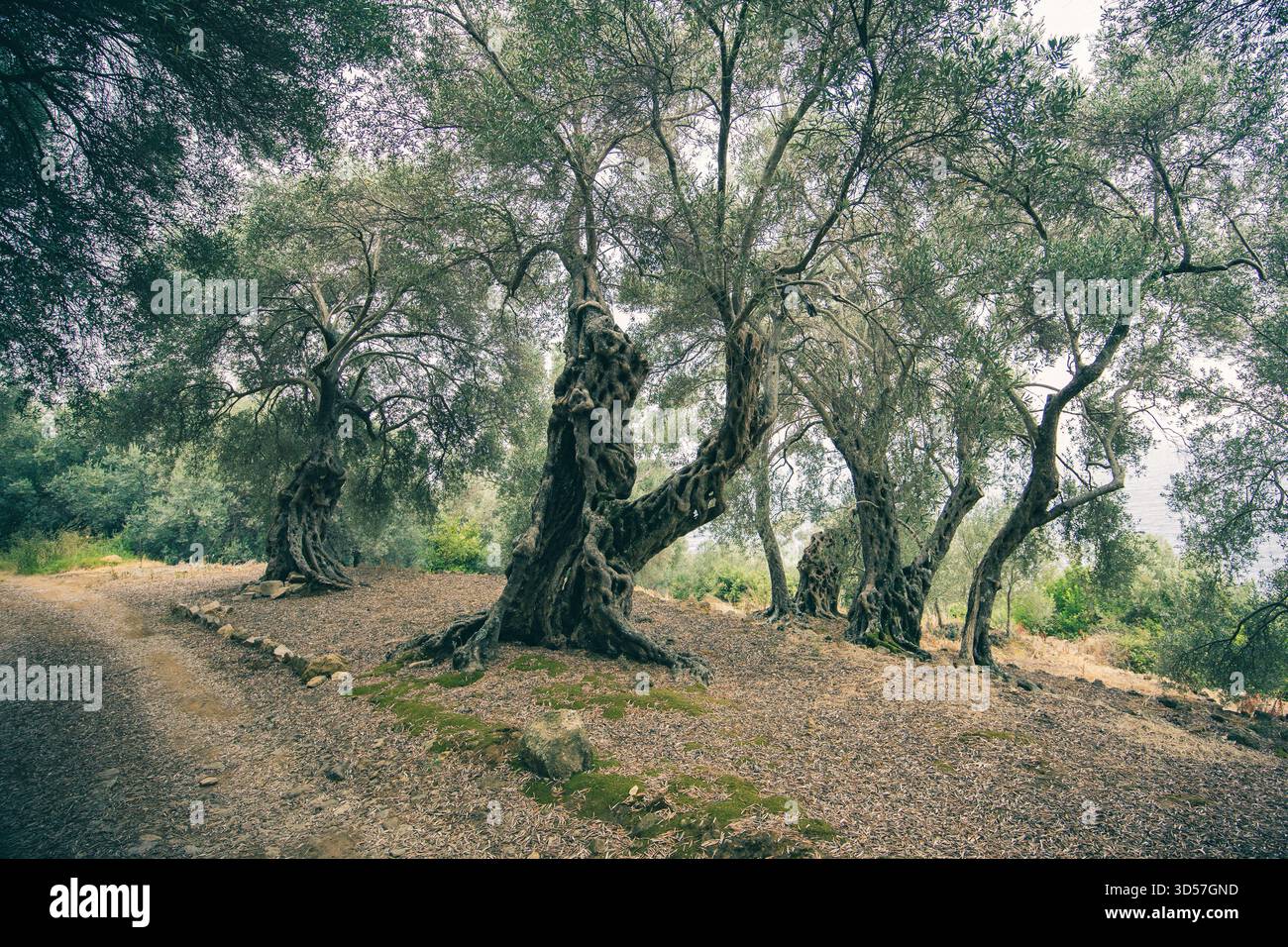 Grande olivo in Montenegro Foto Stock
