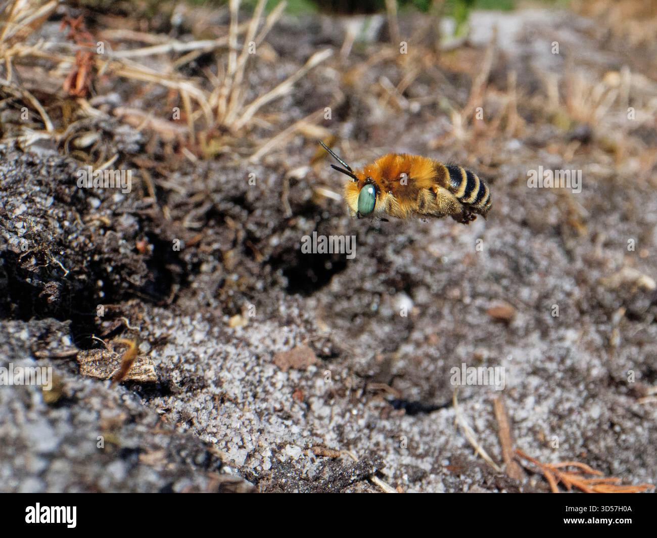 Piccola / ape di fiori dagli occhi verdi (Anthophora bimaculata) femmina che torna alla sua tana di nido nella brughiera sabbiosa, Dorset, Regno Unito, giugno. Foto Stock