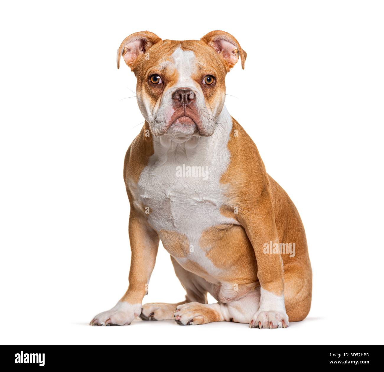 Foto in studio di adorabile bullo americano seduto su sfondo bianco Foto Stock