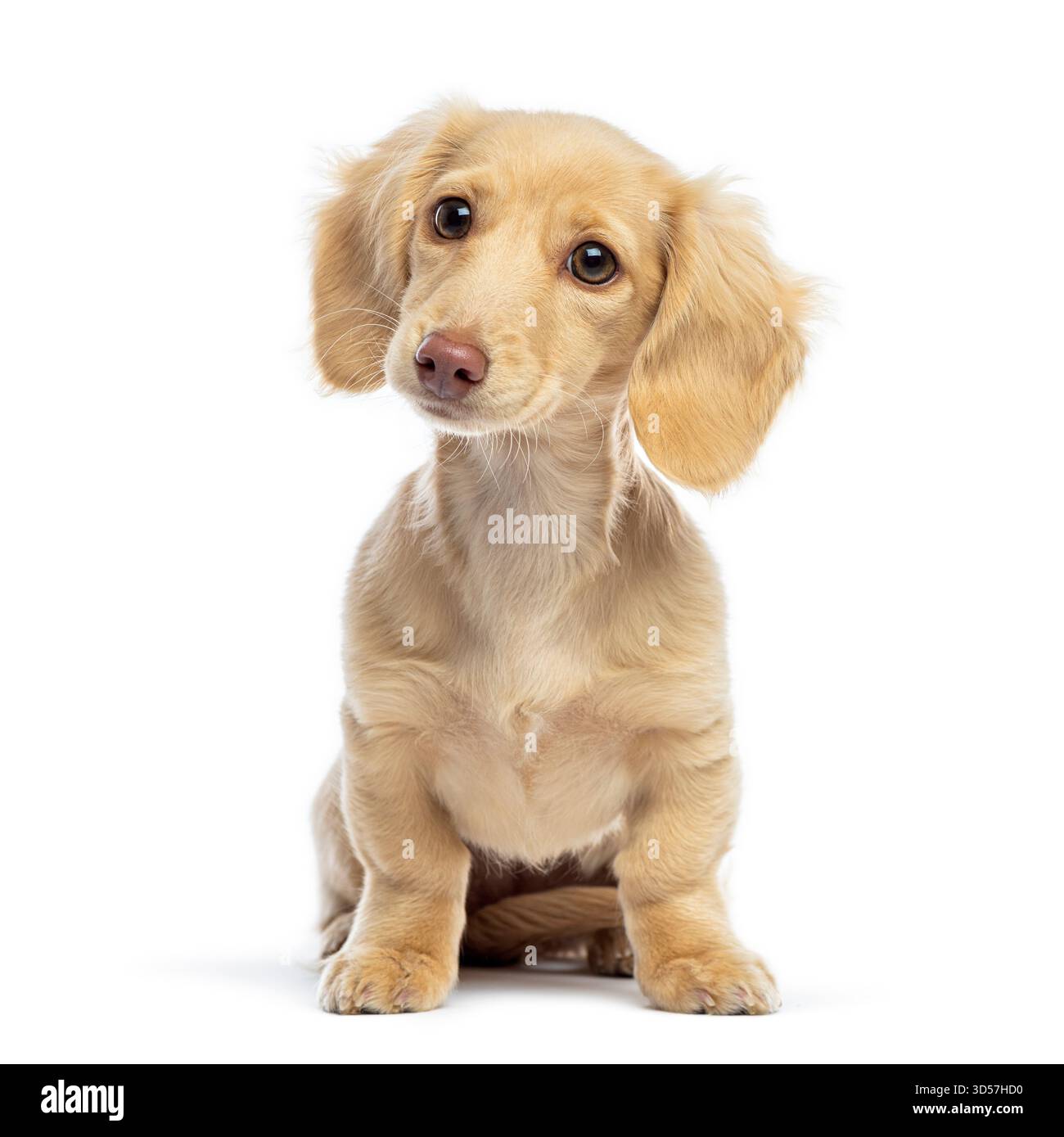 Cucciolo in miniatura color crema di dachshund seduto e dall'aspetto curioso su uno sfondo bianco Foto Stock