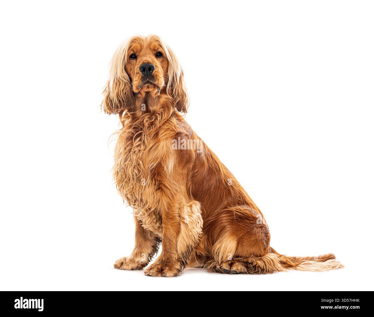Adorabile cocker spaniel inglese che posa graziosamente su uno sfondo bianco senza cuciture, sfoggiando il suo lussuoso cappotto e la sua espressione delicata Foto Stock