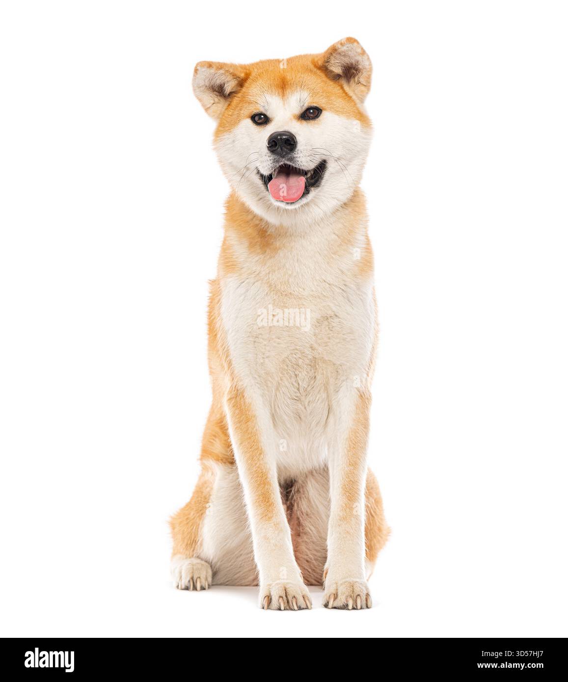 Foto in studio del bellissimo cane akita inu seduto e che pete su sfondo bianco Foto Stock