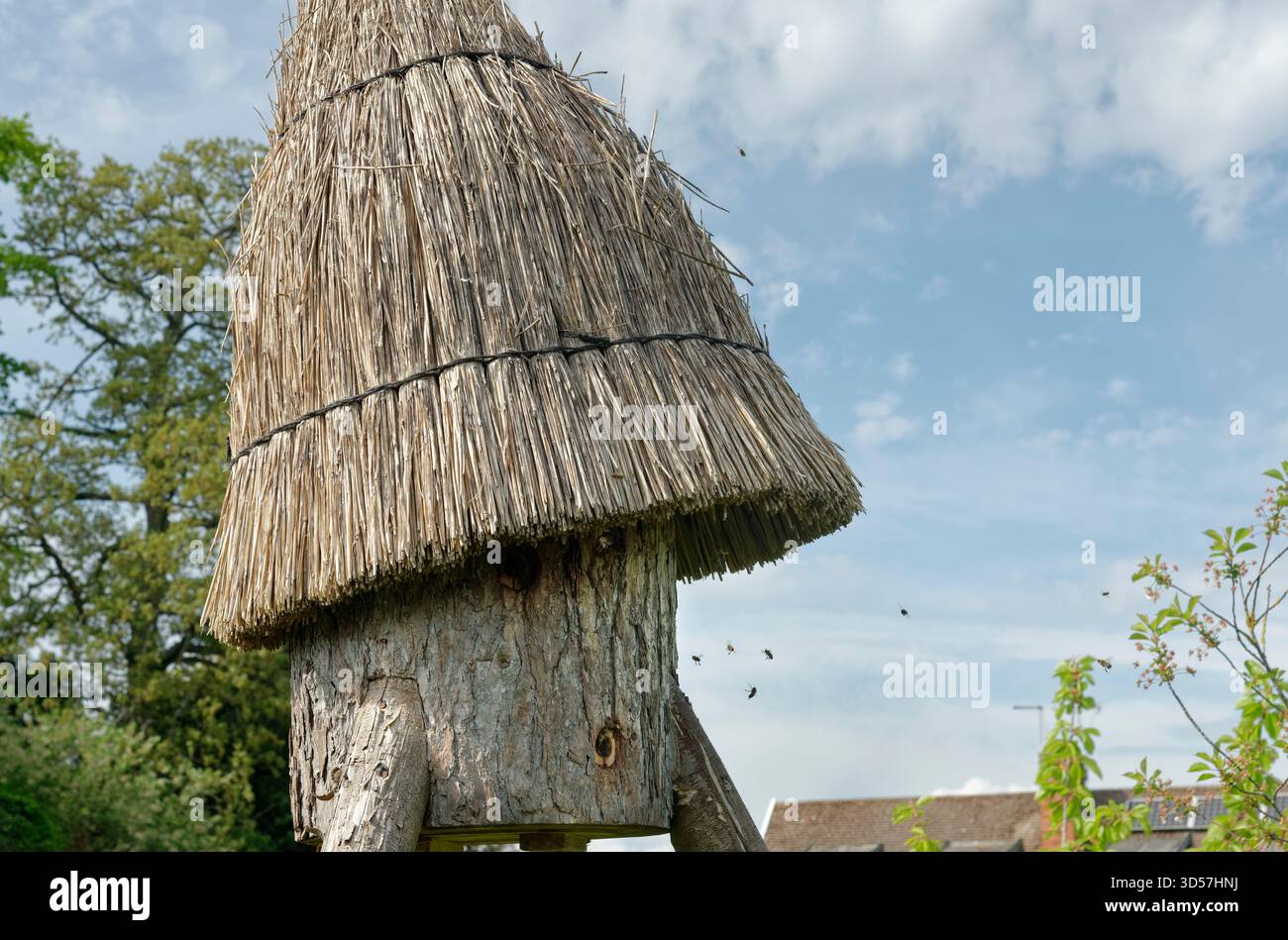 Api mellifere (Apis mellifera) provenienti da un alveare di tronchi per replicare un nido naturale in un frutteto comunitario, Hilperton, Wiltshire, Regno Unito, maggio. Foto Stock