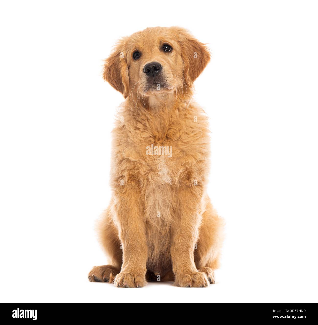 Ripresa in studio di un cucciolo di tre mesi di Golden retriever seduto e in attesa, isolato sul bianco Foto Stock