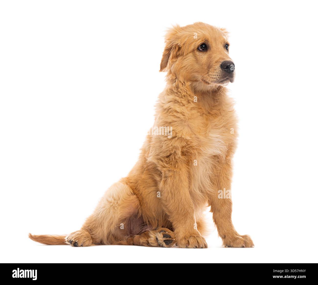 Adorabile cucciolo Golden retriever di tre mesi, seduto a guardare lontano, isolato su sfondo bianco Foto Stock