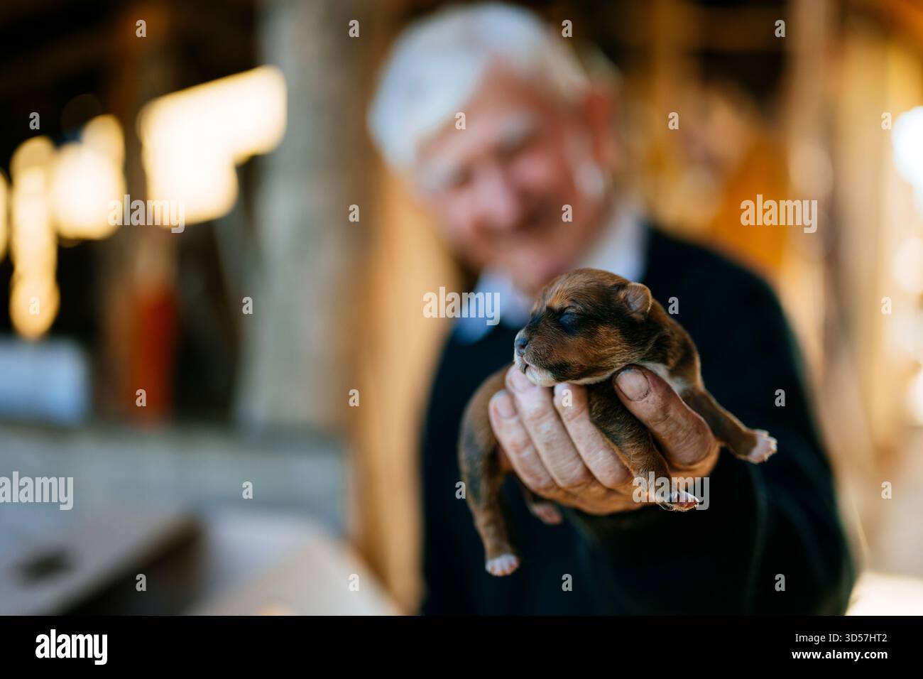 Uomo anziano che tiene un cucciolo marrone da vicino Foto Stock